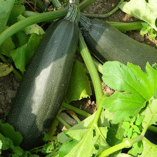 Кабачок Цубода, 50шт семян