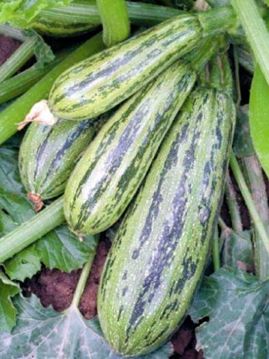 Кабачок цуккини Зебра, 50шт семян