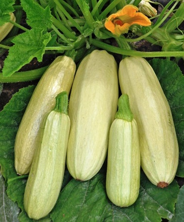 Кабачок Якорь, 50шт семян