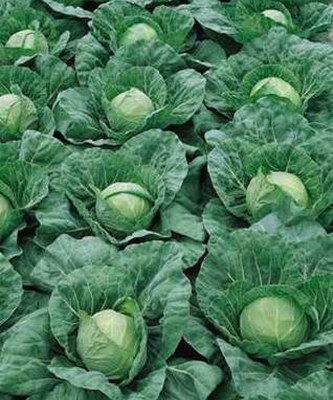 Капуста белокочанная Пандион F1, 100шт семян