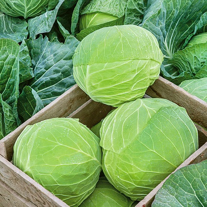 Капуста белокочанная Марло F1, 100шт семян