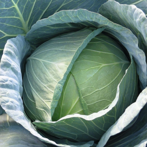 Капуста белокочанная Экскалибур F1, 100шт семян