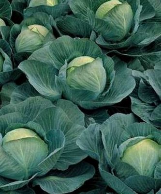 Капуста белокочанная Атрия F1, 100шт семян