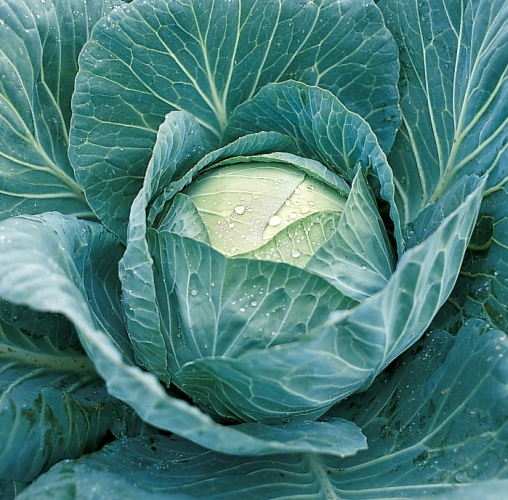 Капуста белокочанная Крауткайзер F1, 100шт семян