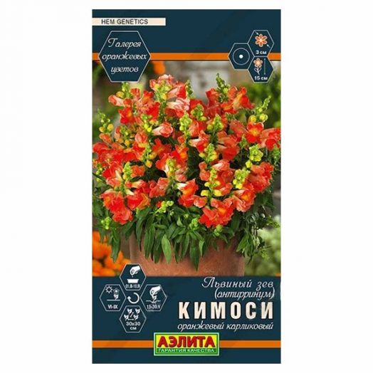 Львиный зев Кимоси оранжевый карликовый
