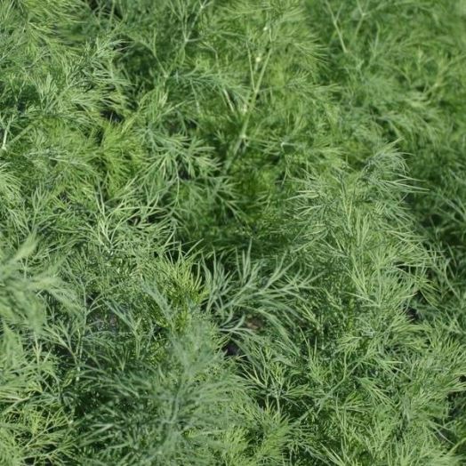 Укроп Крокодилл, 10г семян