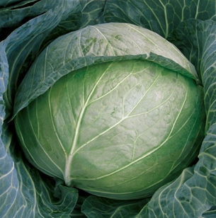 Капуста белокочанная Дублёр F1, 5г семян