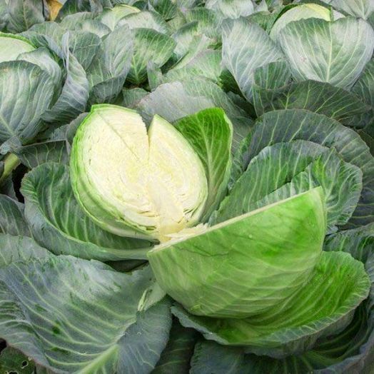 Капуста белокочанная Зимовка 1474, 5г семян