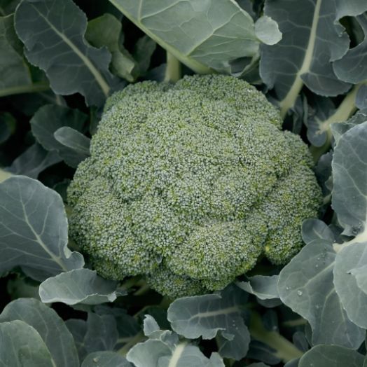 Капуста брокколи Монтоп F1, 100шт семян