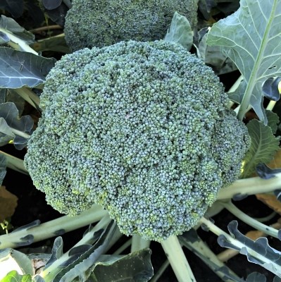 Капуста брокколи Линда, 5г семян