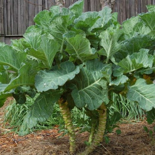 Капуста кормовая Веха, 5г семян