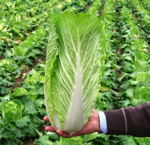 Капуста пекинская ТАРАНКО F1, 1.000 семян