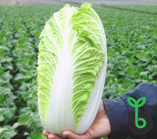 Капуста пекинская Эмико F1, 100шт семян