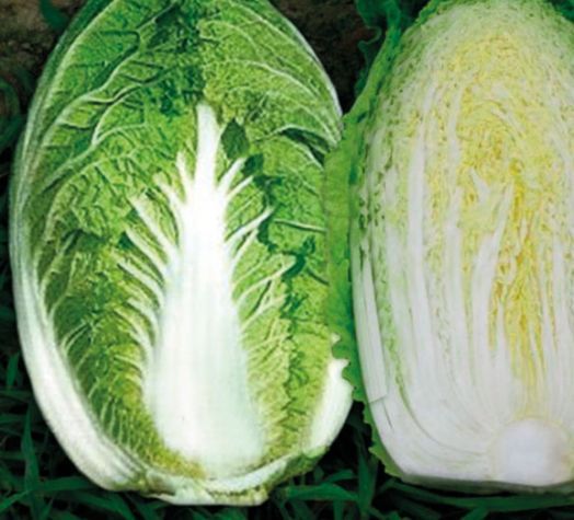 Капуста пекинская Юки F1, 100шт семян