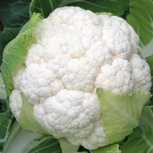 Капуста цветная Кастор F1, 100шт семян