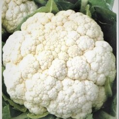 Капуста цветная Регент МС, 5г семян