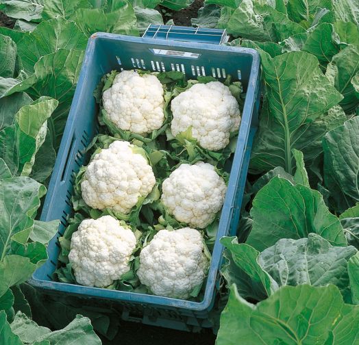 Капуста цветная Фридом F1, 100шт семян