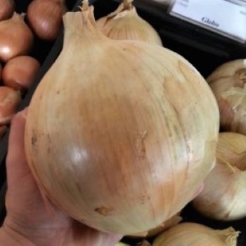 Лук репчатый Глобо, 5г семян