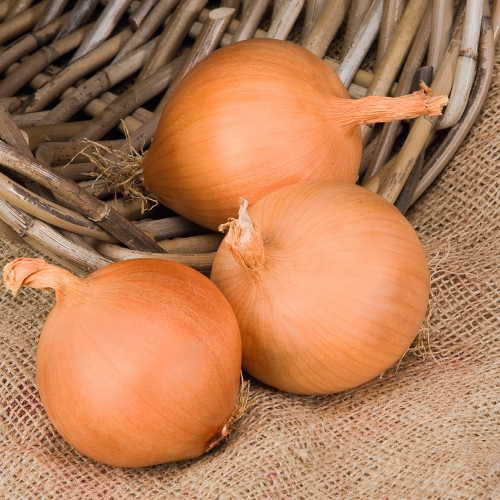 Лук репчатый Манас F1, 5г семян