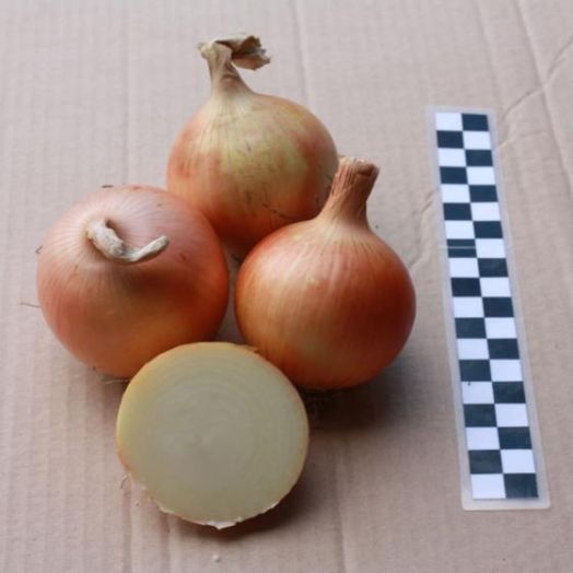 Лук репчатый Навигатор, 5г семян