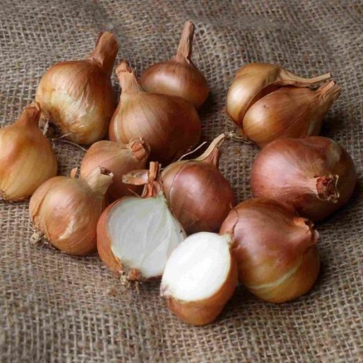 Лук шалот Изумруд, 1г семян