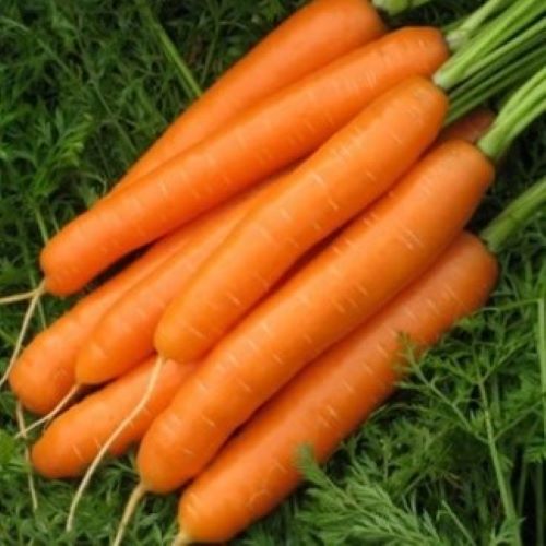 Морковь Карвора F1, 1г семян