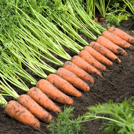 Морковь КАСКАД F1 (фракция 1,8-2,0мм), 10.000 семян