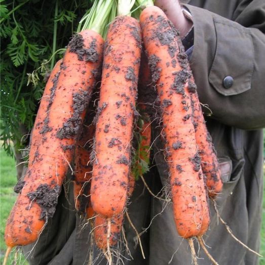 Морковь САМСОН, 100г семян