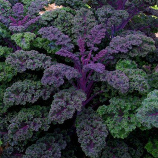 Капуста листовая Редбор F1, 25шт семян