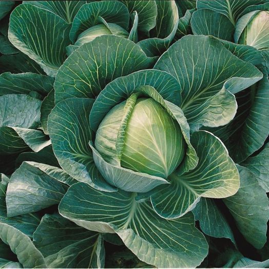 Капуста белокочанная ХАРРИКЕЙН F1, 1.000 семян