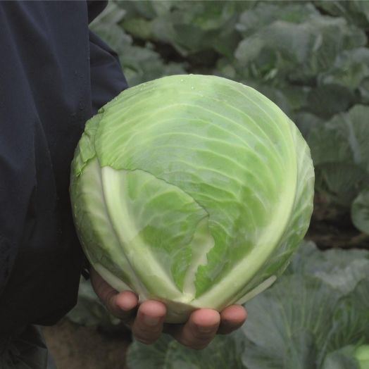 Капуста белокочанная Риэкшен F1, 100шт семян