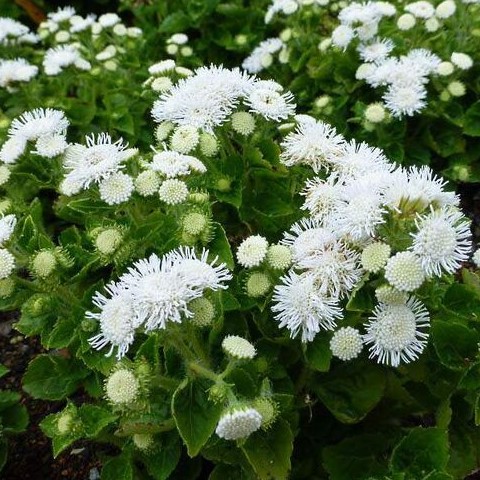 Агератум мексиканский (Ageratum mexicanum) White Ball, 1г семян