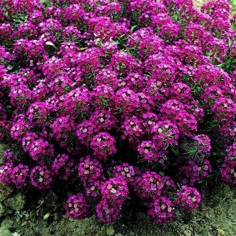Алиссум морской (Alyssum maritima) Oriental Nights, 1г семян