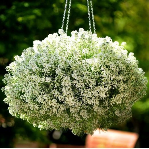 Алиссум морской (Lobularia maritima) Clear Crystal White, 100 мультидраже