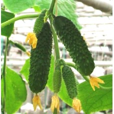 Огурец партенокарпический Артист F1, 50шт семян