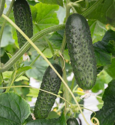 Огурец  АТИК F1, 250 семян