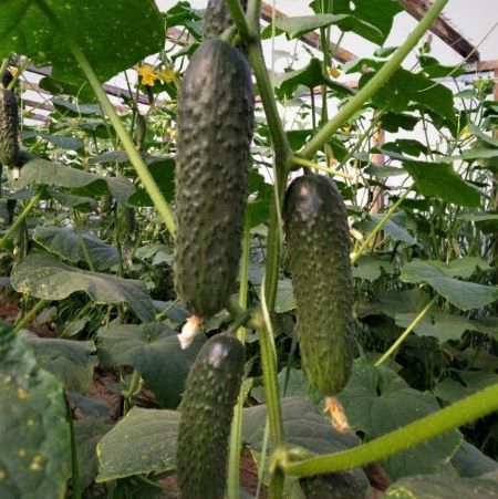 Огурец партенокарпический Бриз F1, 50шт семян