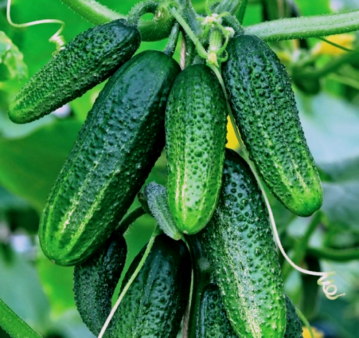 Огурец партенокарпический Конни F1, 50шт семян
