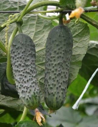 Огурец партенокарпический Сигурд F1, 50шт семян