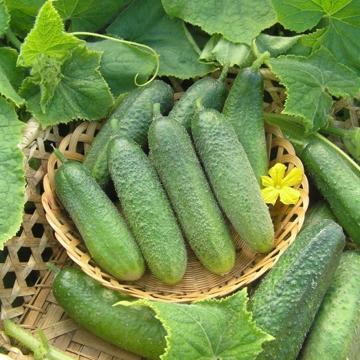 Огурец пчёлоопыляемый Моринга F1, 50шт семян