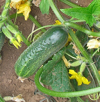 Огурец пчёлоопыляемый Спартак F1, 50шт семян