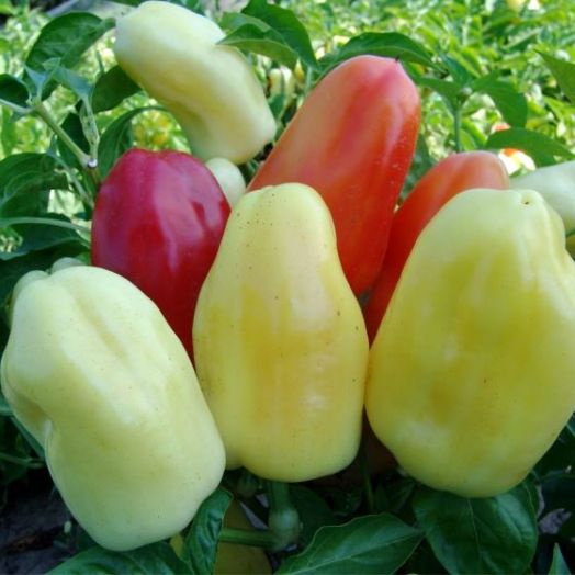 Перец сладкий Бонета, 50шт семян