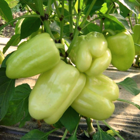 Перец сладкий Ведрана, 50шт семян
