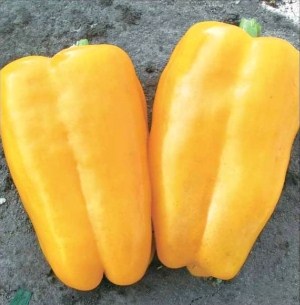 Перец сладкий Джемини F1, 10шт семян