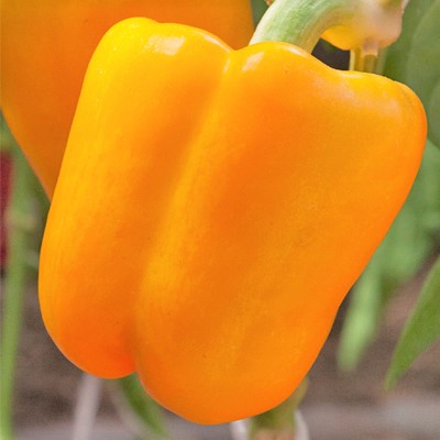 Перец сладкий Фантастика F1, 10шт семян