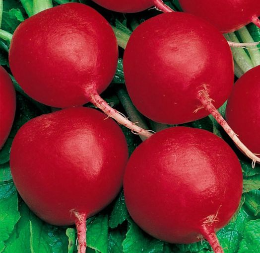 Редис Жара, 10г семян