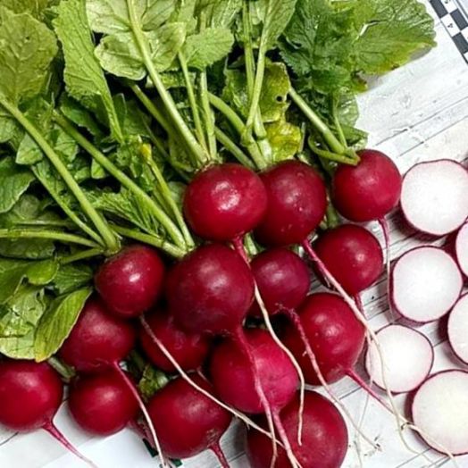 Редис Мидуэй F1, 500шт семян