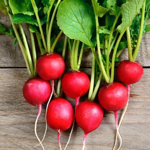 Редис Суперстар, 10г семян