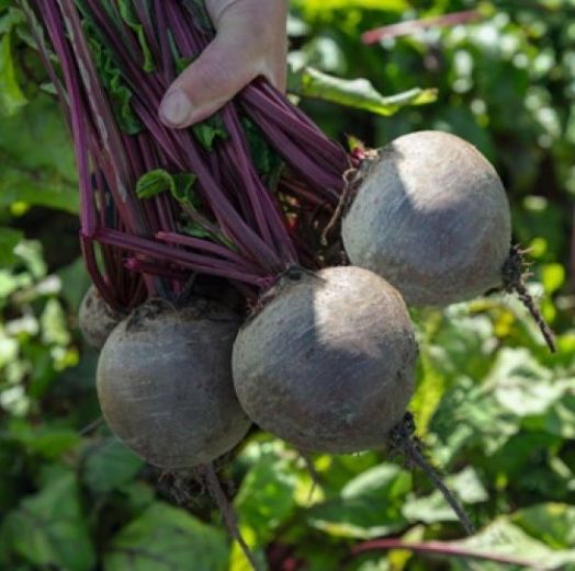 Свёкла столовая Бикорес, 5г семян