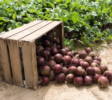 Свёкла столовая Ред Клауд F1, 5г семян